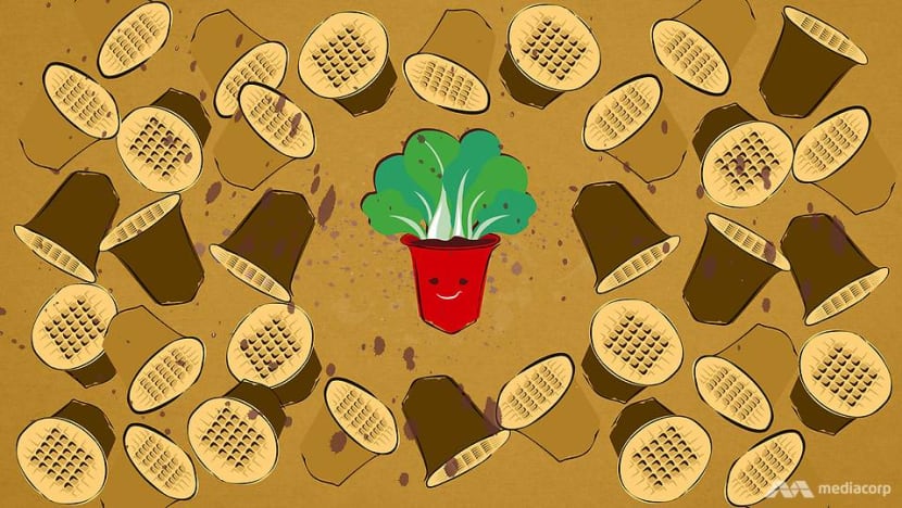 Your used coffee pods are being recycled to grow organic veggies in Singapore