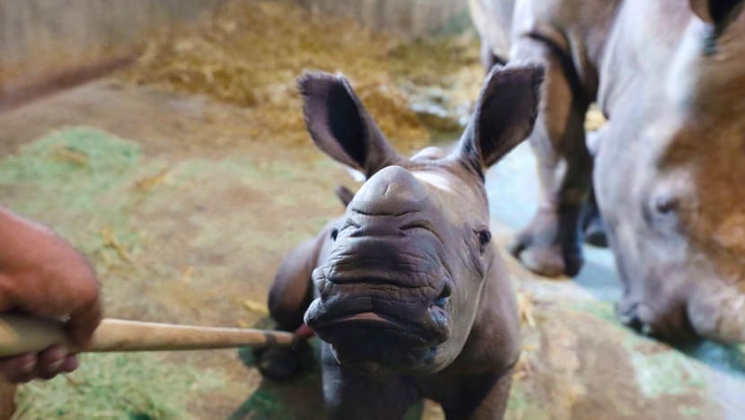 Singapore Zoo welcomes baby white rhino
