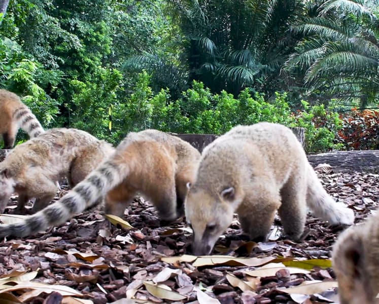 Here’s what the animals at the Singapore Zoo are getting up to while no one’s around during the circuit breaker