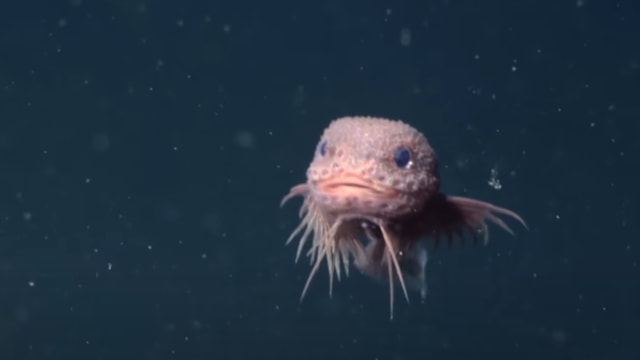 美国发现新深海物种 “可爱鱼”揭海底生态奥秘