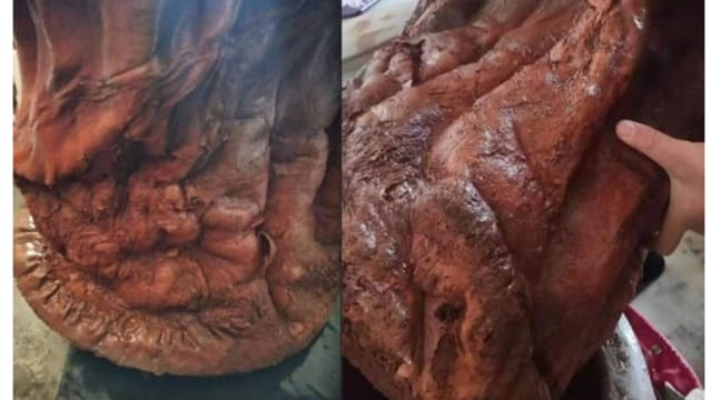 中国男子路边捡回奇特树桩 经鉴定价值竟逾100万元