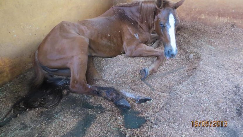 Gallop Stable loses appeal against animal cruelty conviction