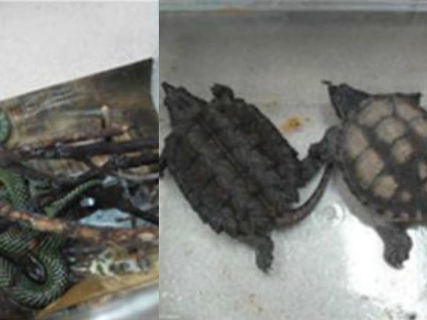 Exotic animals are not meant to be kept as pets like dogs and cats