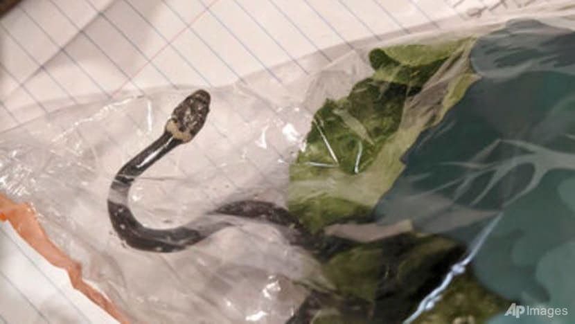 Sydney man finds snake in lettuce bought at supermarket  
