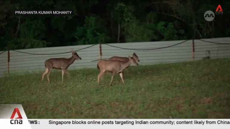 Growing numbers of sambar deer creating new challenges for coexistence in urban landscape 