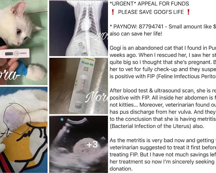 Woman arrested for alleged cheating, forging vet bill to solicit donations for stray cat