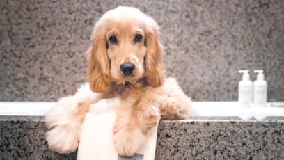 Pet-Friendly Hotels In Singapore That Are Perfect For A Staycation For You And Your Pooch