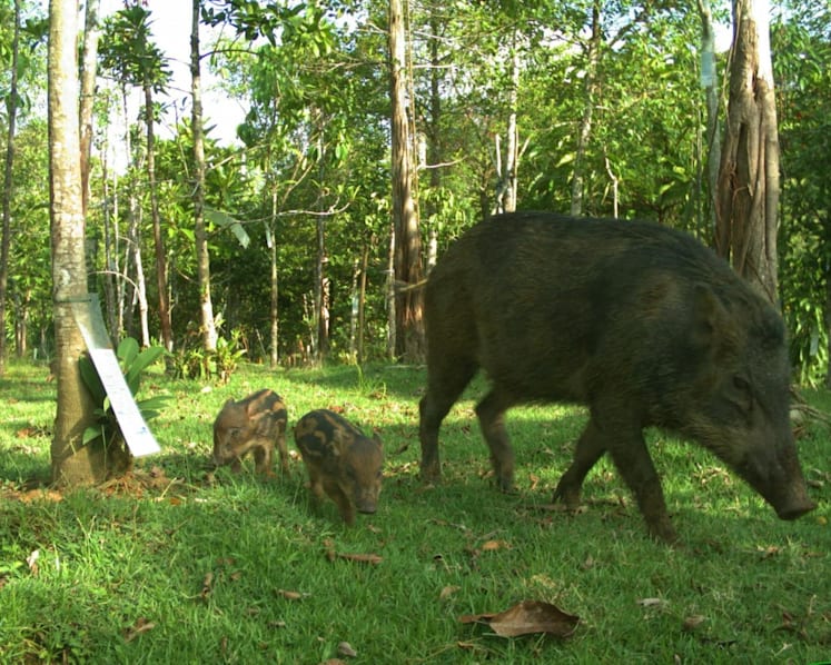 Animal crossing: Sambar deer, wild pigs among dozens of species seen using Mandai Wildlife Bridge