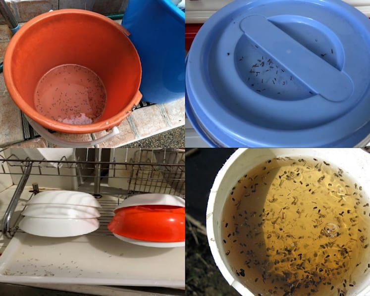 900 households fined as more mosquito breeding habitats found in homes