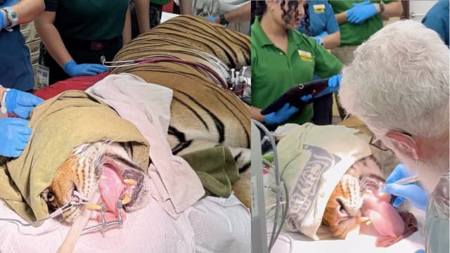 极度濒危马来虎 在万态野生动物世界看牙医