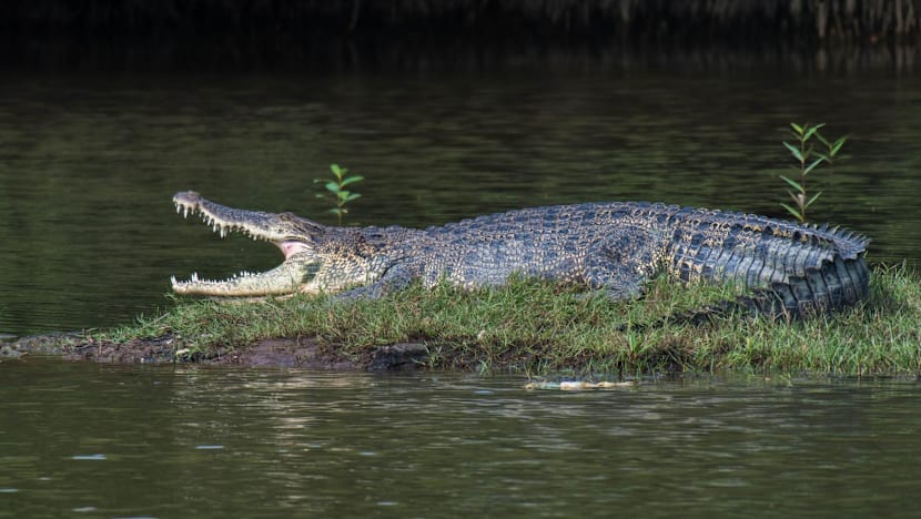 Crocodile spotted near Keppel Bay, NParks monitoring situation