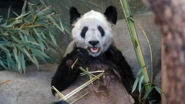 旅美大熊猫丫丫要回家 中美饲养员陪伴回中国