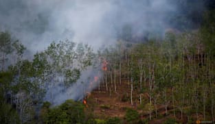 Indonesian forest loss surges by 66% in 2025, driven by Prabowo's self-sufficiency drive: Report