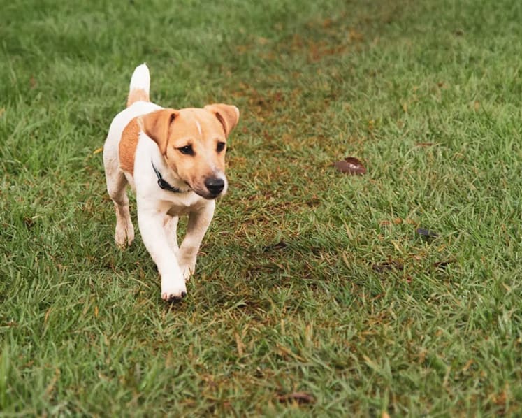Man fined for using home as a pet shop; sold dog he had adopted for free
