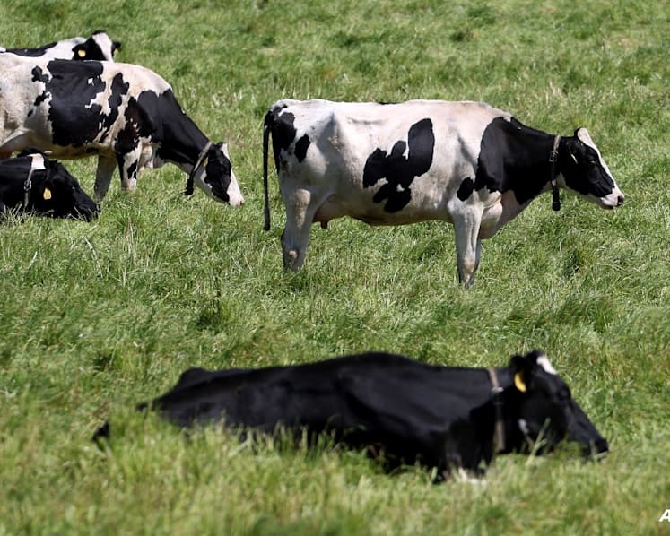 Commentary: How worried should we be about bird flu in US cows and milk?