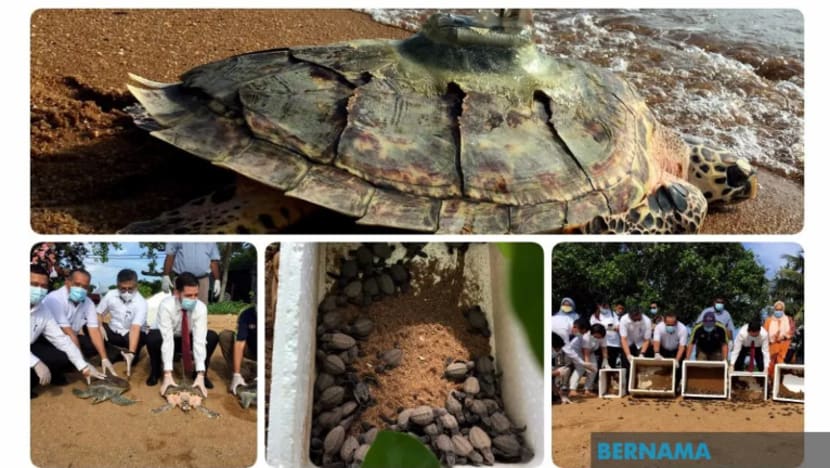 Trend pendaratan penyu belimbing, penyu lipas di Malaysia membimbangkan