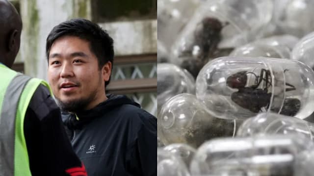 图从肯尼亚走私2200只活蚁出境 中国男子监一年罚近万新元