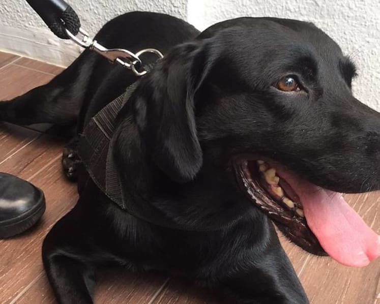 HDB flat dwellers allowed to adopt retired sniffer dogs under pilot programme