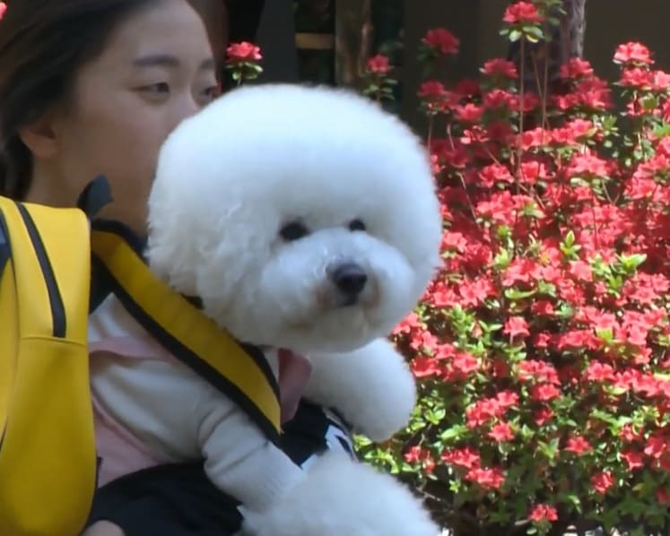 Sit, stay, study: South Koreans spending big on ‘kindergarten’ for their pet dogs