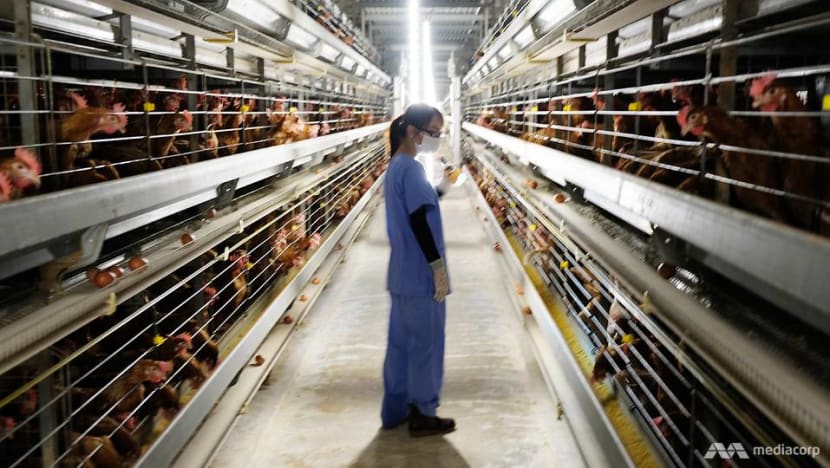 Inside the high-tech operations of Singapore’s largest egg farm Inside the high-tech operations of Singapore’s largest egg farm