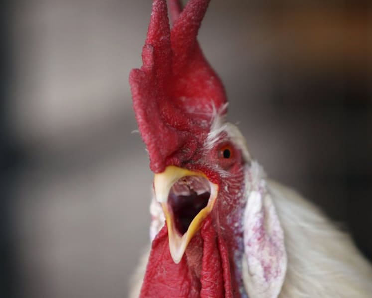Poultry suppliers accused of price collusion share ownership links