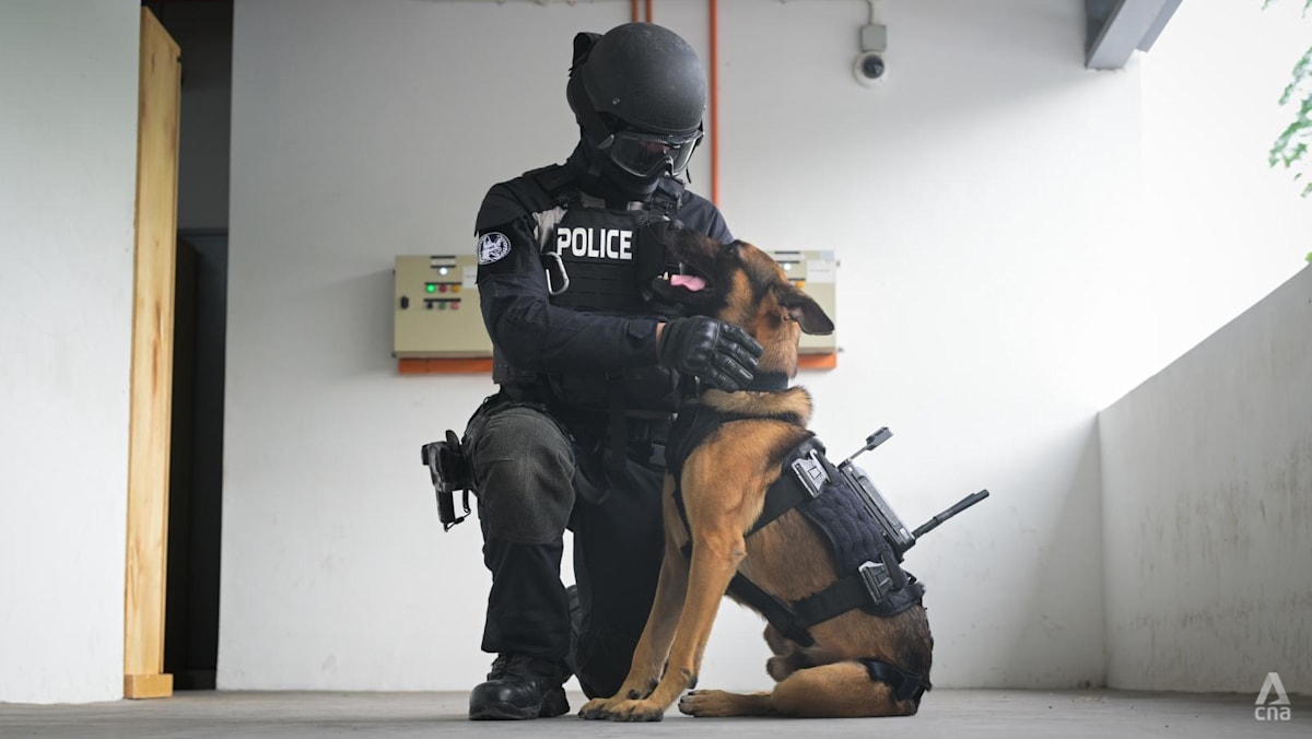 Singapore police trialling mounted cameras on K-9 unit dogs