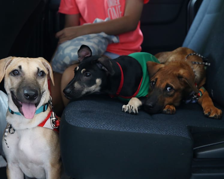 SOSD hopes UberPUPPIES will dispel misconceptions about street dogs
