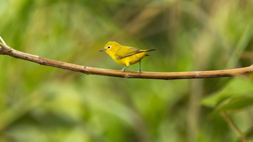 Indonesia foils attempt to smuggle 1,200 endangered birds