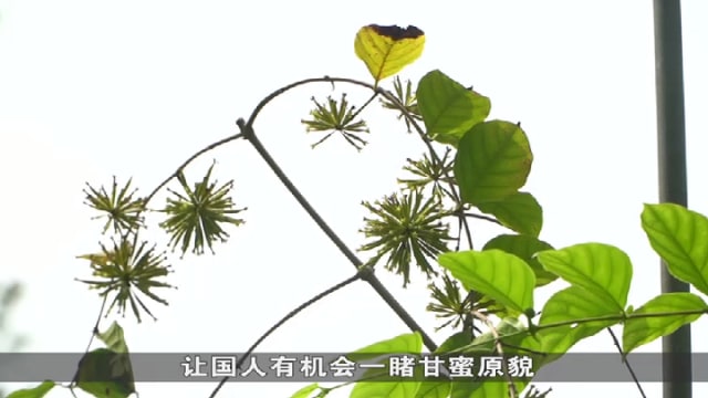 狮城有约 | 新马古老缘分：甘蜜与港主制度