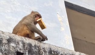 கைத்தொலைபேசியைப் பறித்துச்சென்ற குரங்கின் சேட்டை