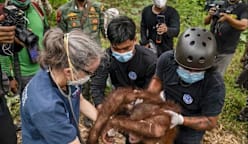 Indonesia selamatkan 6 orang utan daripada kebakaran dalam tempoh seminggu