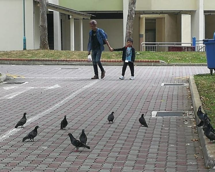 AVA urges people not to feed pigeons amid a sharp rise in feedback about the birds
