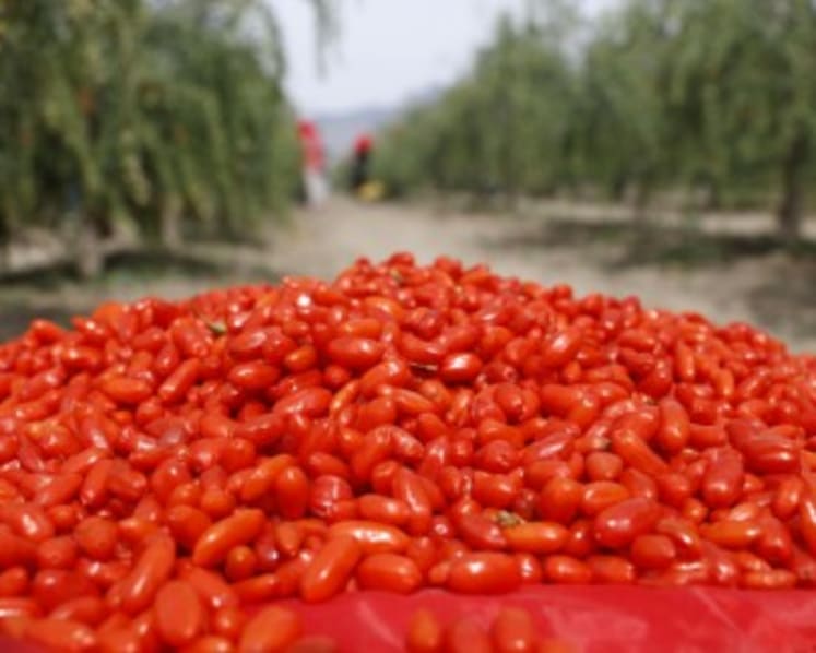 From Ancient Delicacy to Global Trend: The Industrial Upgrade and Global Journey of Ningxia Goji Berries