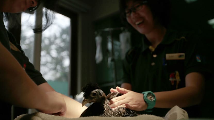 Sick birds flock to S’pore veterinarian for avian acupuncture