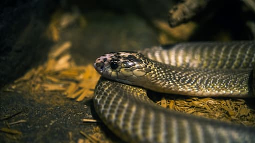 60,000 நச்சுப் பாம்புகளை வளர்க்கும் பட்டதாரி