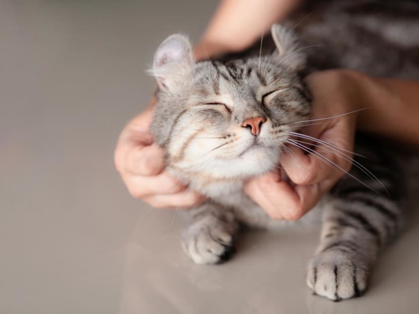 CNA Explains: Why cats are not allowed in HDB flats and how that could soon change CNA Explains: Why cats are not allowed in HDB flats and how that could soon change