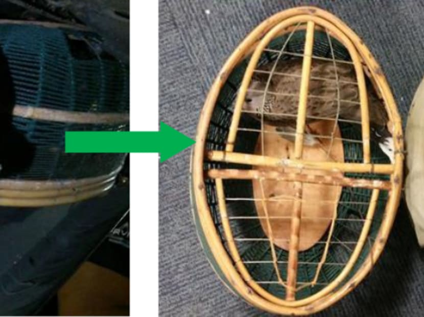 Spotted doves, sugar gliders seized at Tuas Checkpoint