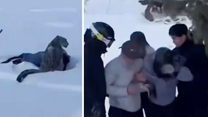 Snow leopard lunges at tourist in Xinjiang ski area after she gets close for a photo