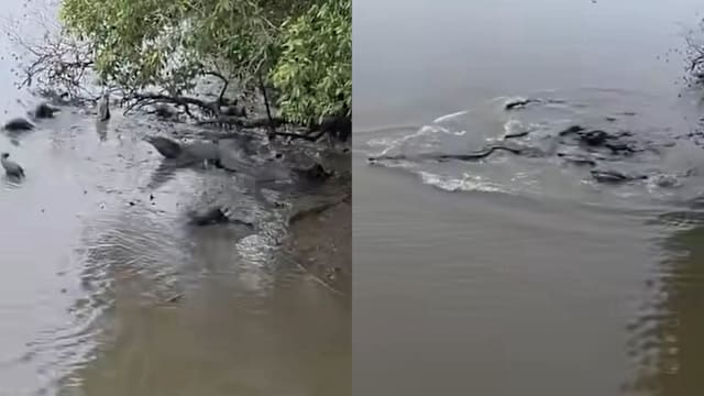 双溪布洛湿地又现水獭逼退巨鳄 网民热议