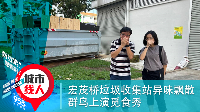 宏茂桥垃圾收集站异味飘散 群鸟上演觅食秀