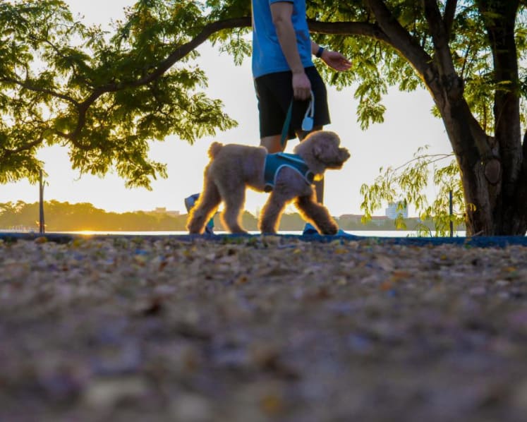 'Fart walking' after a meal is the latest health trend – but does it actually work?