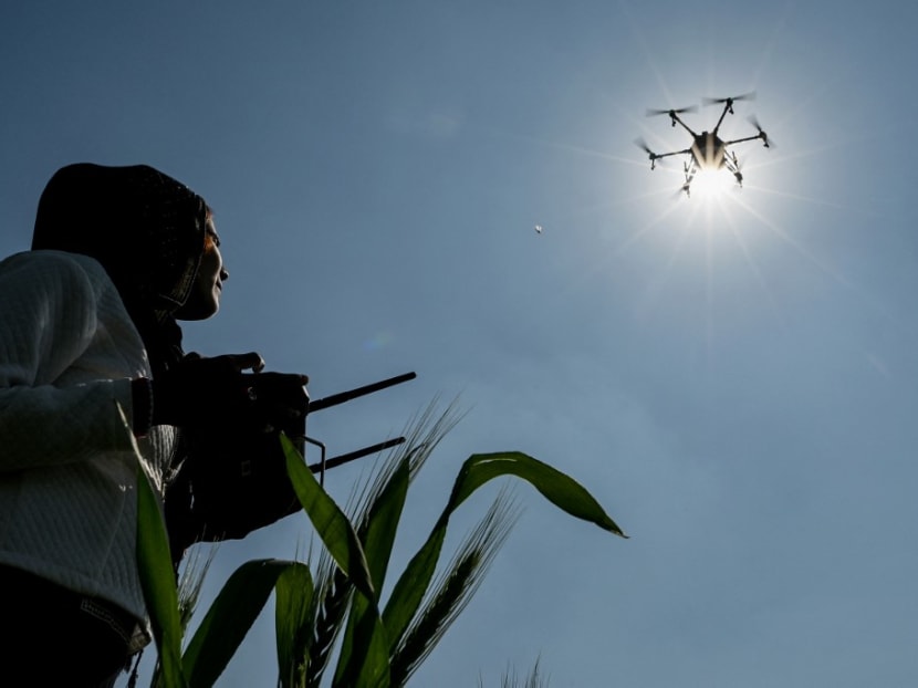 This photograph taken on February 29, 2024 shows Himanshi, a certified remote pilot trained under the government-backed "Drone Sister" programme, operating a drone to spray liquid fertiliser over a farm in Pataudi.