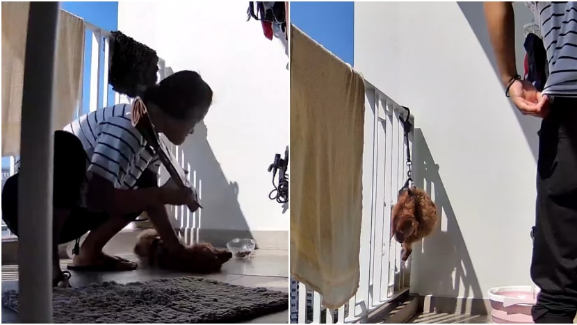 Maid who abused dog to death: Authorities assessing whether to prosecute others involved in case