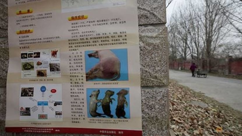 China lapor 2 penularan wabak demam babi Afrika China lapor 2 penularan wabak demam babi Afrika