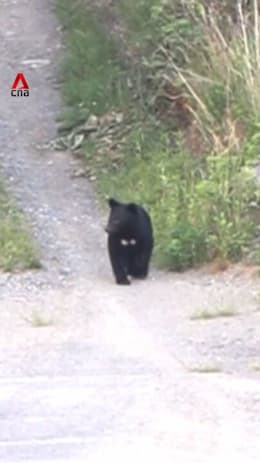 Bear trapped, culled after sightings at northern Japan port