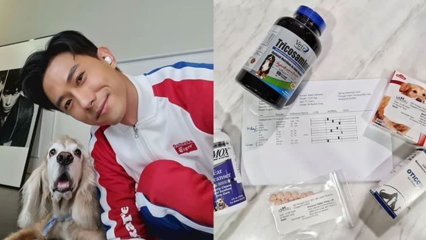 Desmond Tan’s Heart "Broke Into Million Pieces" When He Saw His Dog Struggling And Whining In Pain From Arthritis