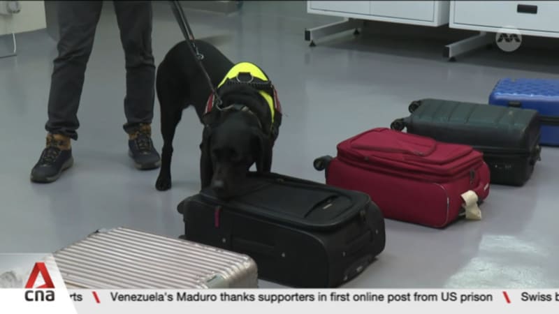 Illegal wildlife trade: NParks may deploy K9 unit at maritime ports to sniff out suspicious cargo 