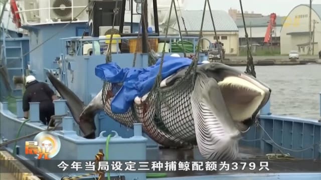 日本计划将长须鲸列入商业捕鲸名单