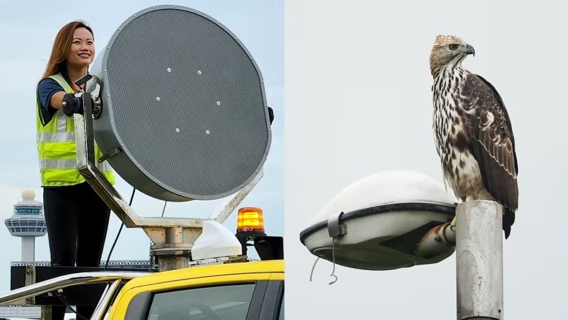 'Selalu ada kejutan setiap hari': Menyelami pekerjaan unik si penghalau burung di bandara Singapura