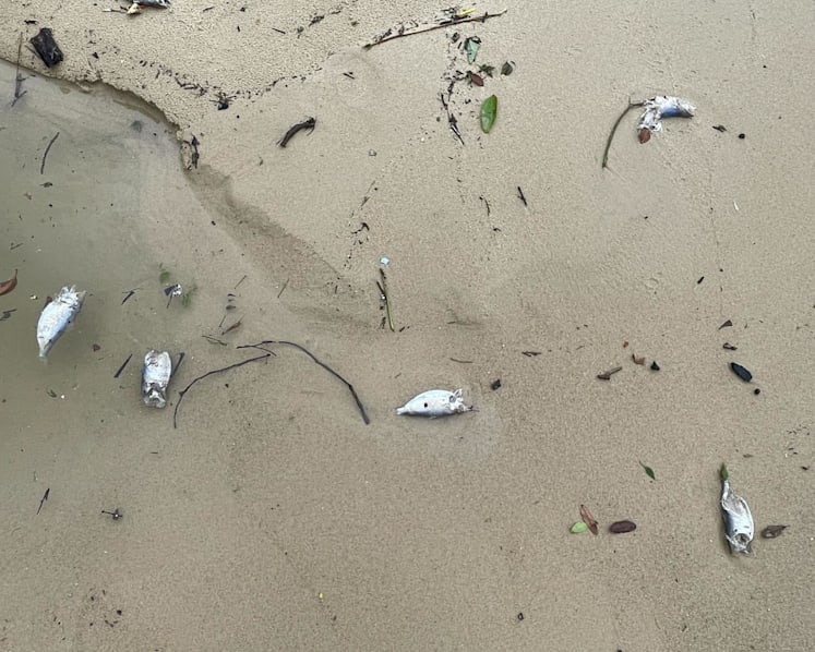 Scores of dead fish appear on Sembawang Beach; authorities investigating, testing water quality in area